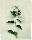 Tetterwort - perennial woodland native of North America having a red root and red sap and bearing a solitary lobed leaf and white flower in early spring and having acrid emetic properties
