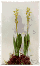 liparis - an orchid of the genus Liparis having few leaves and usually fairly small yellow-green or dull purple flowers in terminal racemes