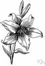 Easter lily - tall lily have large white trumpet-shaped flowers that bloom in the spring