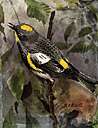 Audubon warbler - common warbler of western North America Audubon warbler - common warbler of western North America