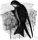 genus Riparia - a genus of Hirundinidae