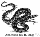 anaconda - large arboreal boa of tropical South America