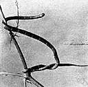 Micrurus fulvius - ranges from Central America to southeastern United States
