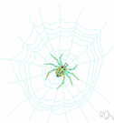 family Argiopidae - spiders that spin orb webs