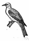 genus Coracias - type genus of the Coraciidae