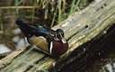 wood widgeon - showy North American duck that nests in hollow trees