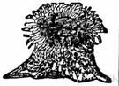 Anthozoa - a large class of sedentary marine coelenterates that includes sea anemones and corals