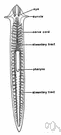 phylum Platyhelminthes - flatworms