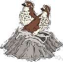 Turnicidae - small Old World birds resembling but not related to true quail