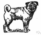 pug - small compact smooth-coated breed of Asiatic origin having a tightly curled tail and broad flat wrinkled muzzle