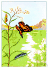 painted beauty - American butterfly having dark brown wings with white and golden orange spots