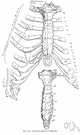 Costal cartilage - the cartilages that connect the sternum and the ends of the ribs