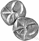 Vienna roll - yeast-raised roll with a hard crust