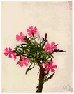 wild pink - perennial of eastern and central North America having short-stalked pink or white flowers in hairy clusters