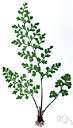 Jersey fern - small short-lived fern of Central and South America