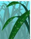 transpiration - the emission of water vapor from the leaves of plants