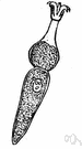 sporozoan - parasitic spore-forming protozoan