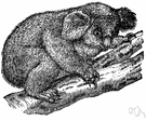 genus Phascolarctos - koalas