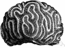 genus Maeandra - brain corals
