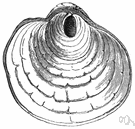 family Anomiidae - saddle oysters