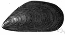 Mytilus edulis - a mussel with a dark shell that lives attached to rocks