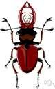 deathwatch beetle