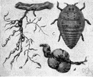 Phylloxera vitifoleae - destructive to various grape plants