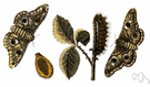 emperor moth - large moth of temperate forests of Eurasia having heavily scaled transparent wings