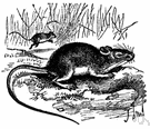 Zapus hudsonius - widely distributed in northeastern and central United States and Canada
