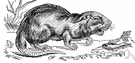 Myocastor coypus - aquatic South American rodent resembling a small beaver