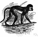 guenon monkey - small slender African monkey having long hind limbs and tail and long hair around the face guenon monkey - small slender African monkey having long hind limbs and tail and long hair around the face