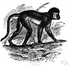 guenon - small slender African monkey having long hind limbs and tail and long hair around the face