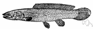 bowfin - primitive long-bodied carnivorous freshwater fish with a very long dorsal fin
