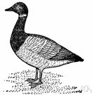type species - (biology) the species that best exemplifies the essential characteristics of the genus to which it belongs