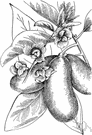 Asimina triloba - small tree native to the eastern United States having oblong leaves and fleshy fruit