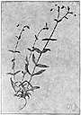 blinks - small Indian lettuce of northern regions