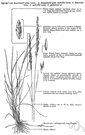 Agropyron - perennial grasses of temperate and cool regions: wheatgrass
