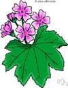cheeseflower