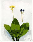 Clintonia borealis - common woodland herb of temperate North America having yellow nodding flowers and small round blue fruits