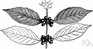 Coffea arabica - shrubby tree of northeastern tropical Africa widely cultivated in tropical or near tropical regions for its seed which form most of the commercial coffee