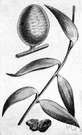 kauri gum - resin of the kauri trees of New Zealand