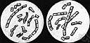Micrococcaceae - spherical or elliptical usually aerobic eubacteria that produce yellow or orange or red pigment
