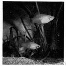 Platypoecilus maculatus - small stocky Mexican fish
