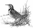 Sturnella neglecta - a meadowlark of western North America