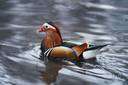 Aix galericulata - showy crested Asiatic duck