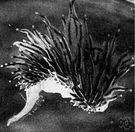Hermissenda - genus of marine sea slugs