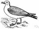 Fulmarus - fulmars