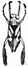 backswimmer - predaceous aquatic insect that swims on its back and may inflict painful bites