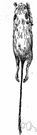 genus Perognathus - pocket mice