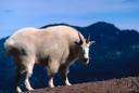 billy goat - male goat